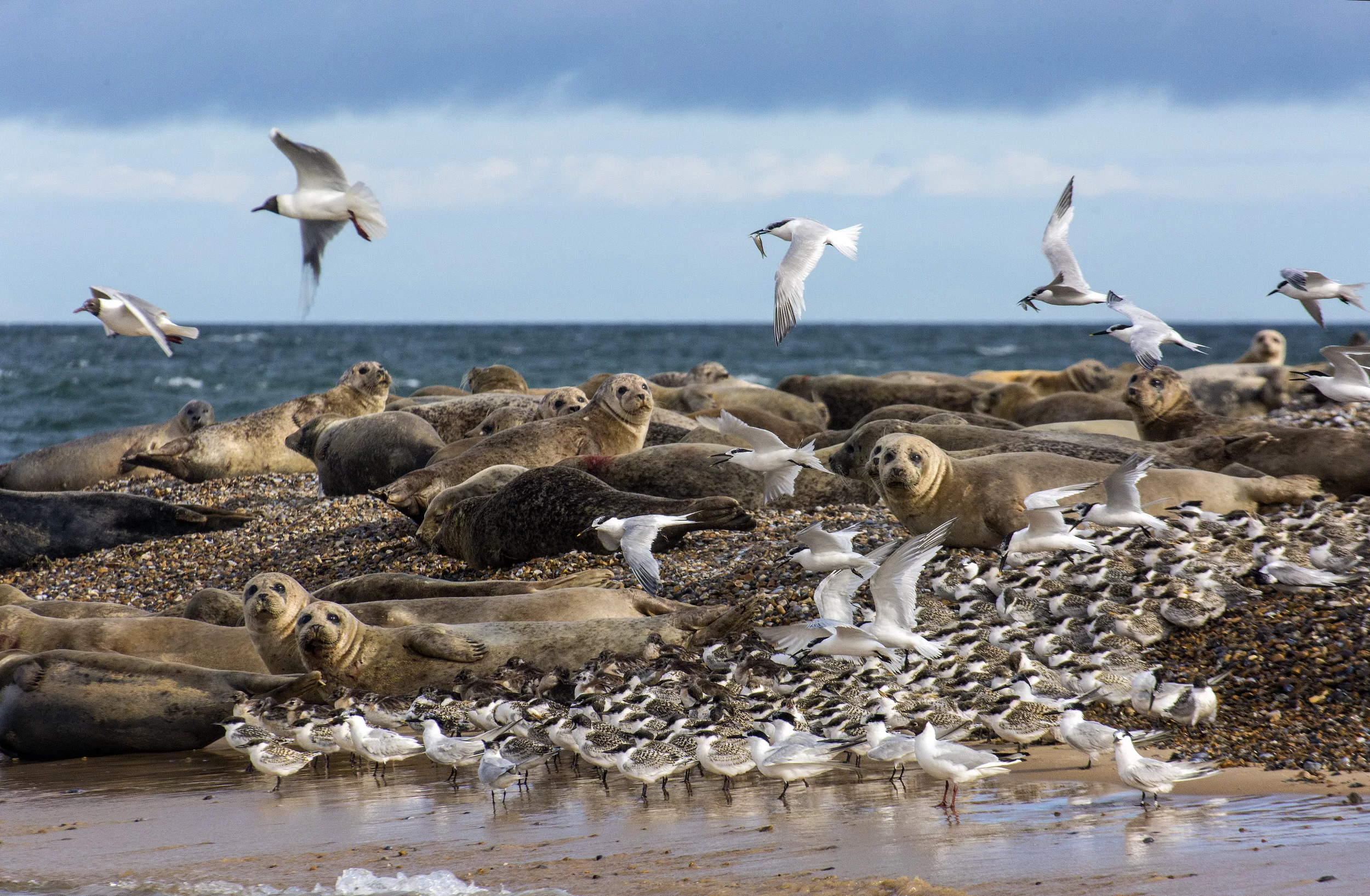 A large group of common seals and Sandwich Terns on a shingle spit at Blakney Point
