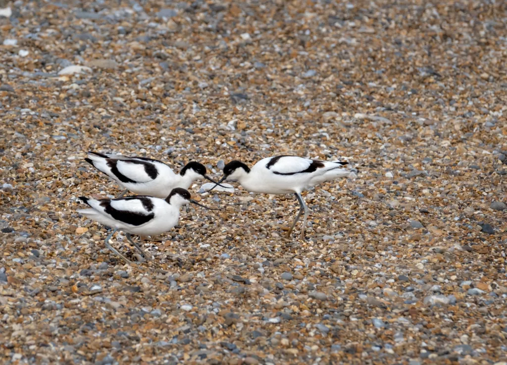 Three Avocets on a pebble beach