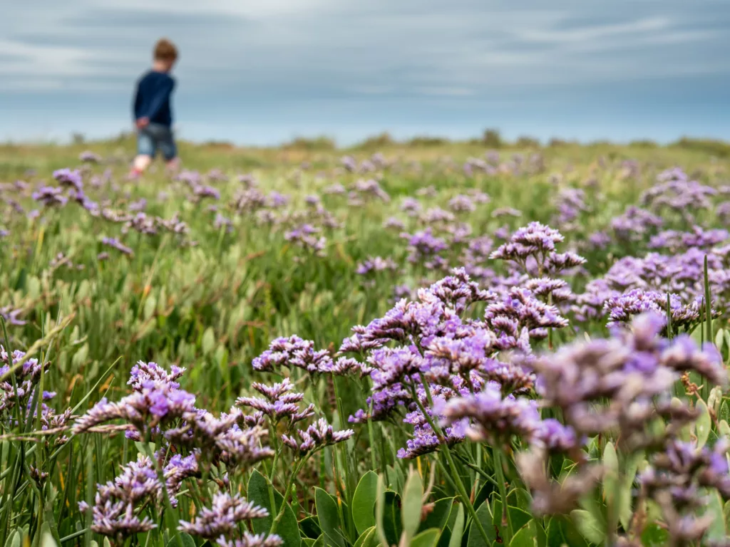Sea lavender in flower with boy in background
