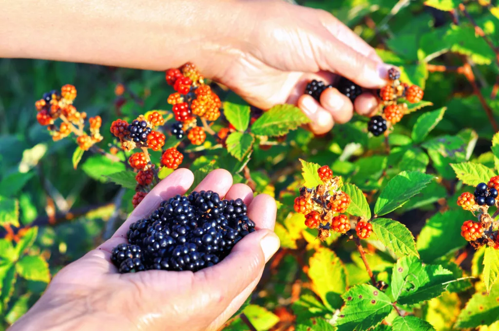 Picking Blackberries