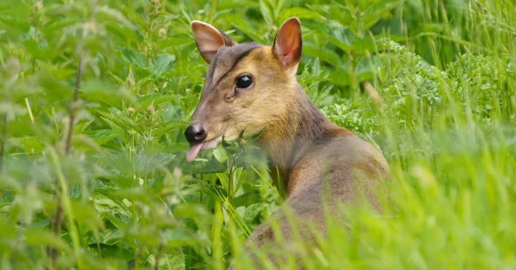 Muntjac deer in high grass
