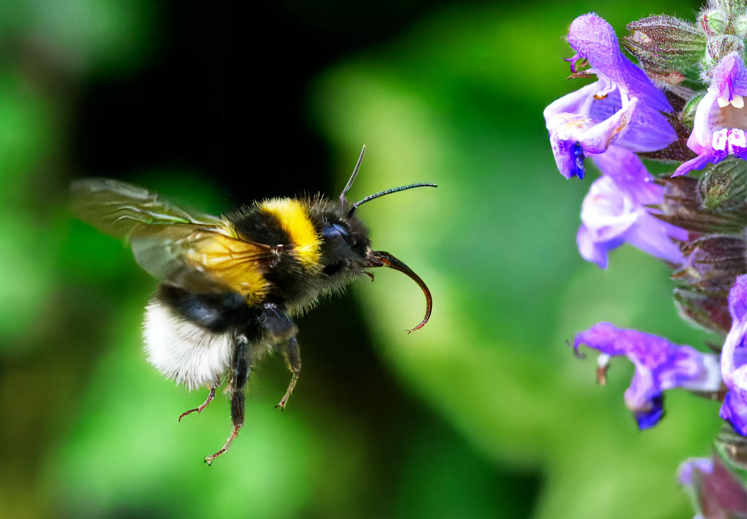Bee in flight next to flower