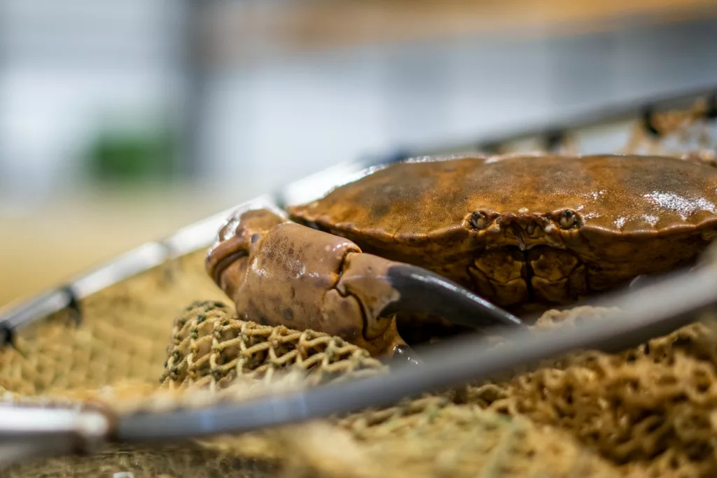 edible crab