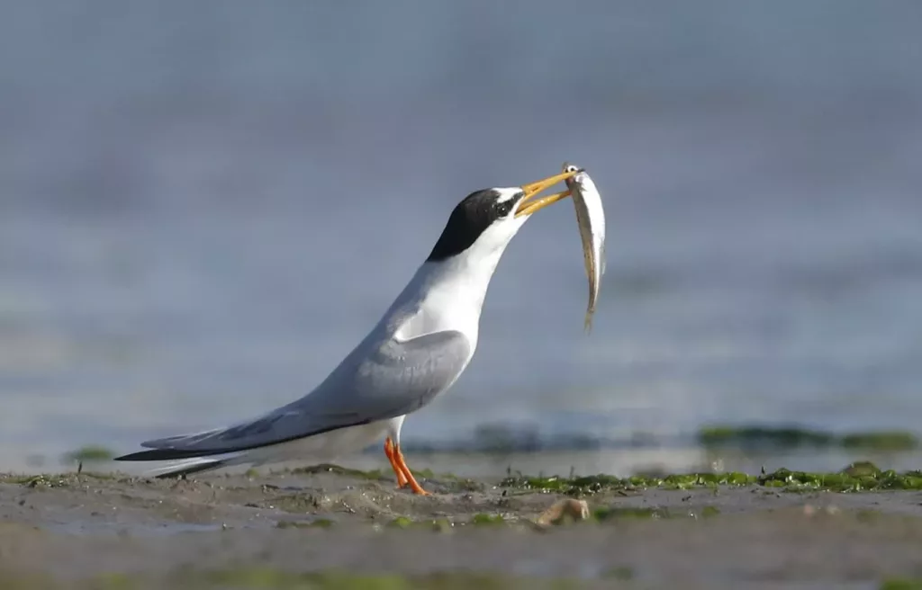 little tern