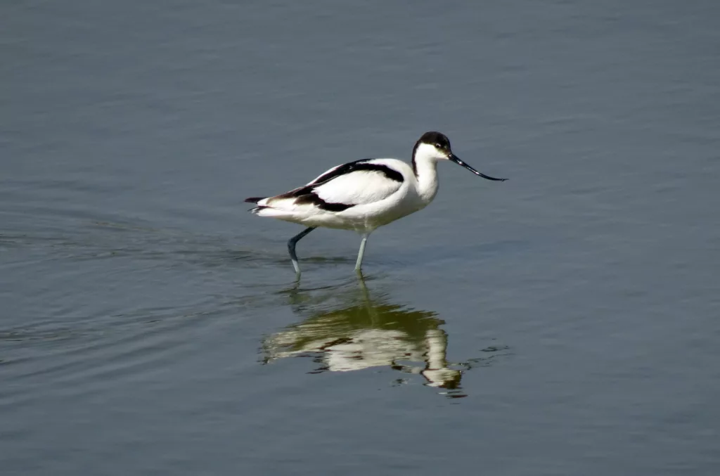 Pied avocet