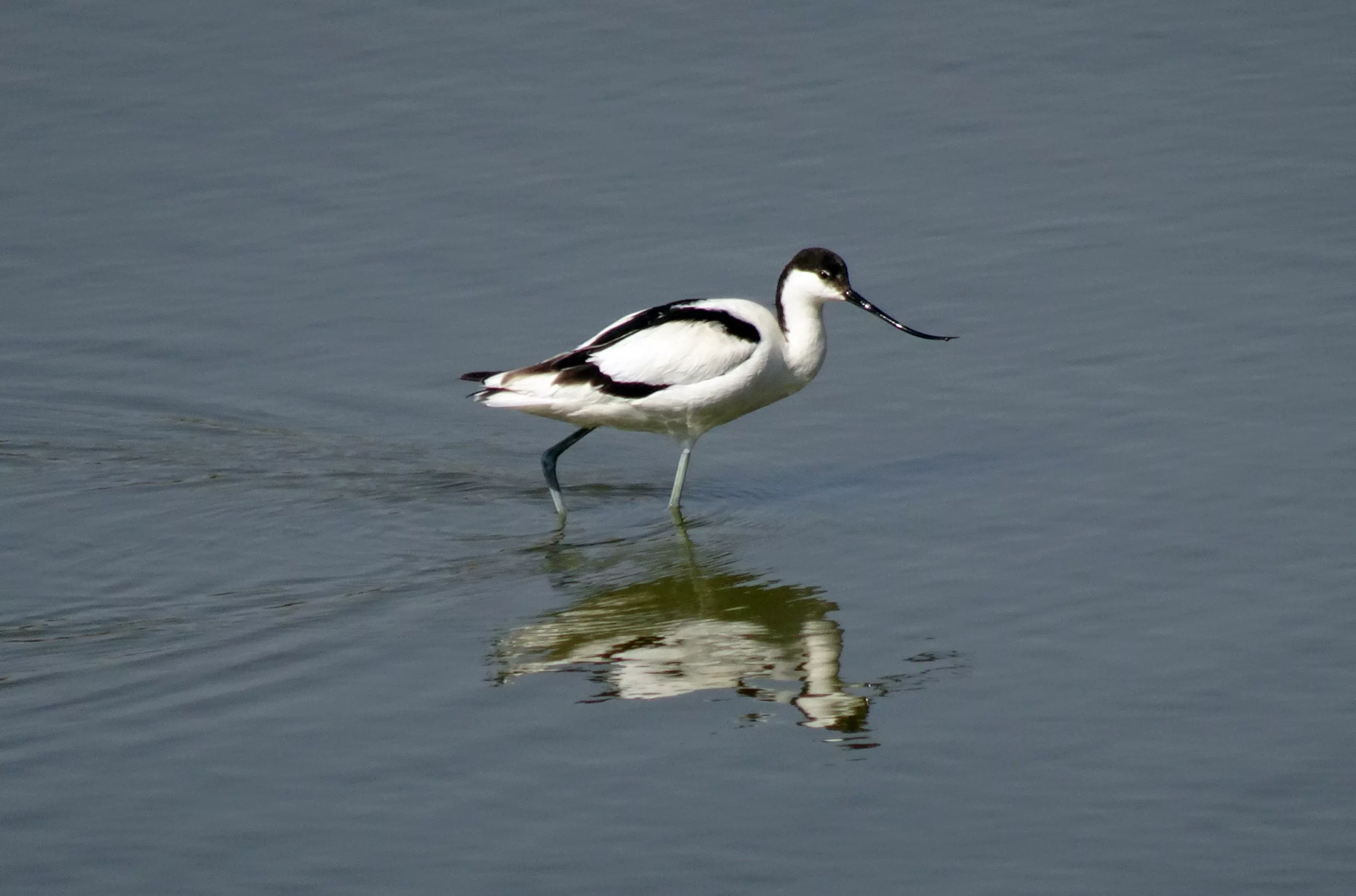 Pied avocet